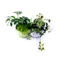 ミニ観葉寄せ植え白陶器鉢
